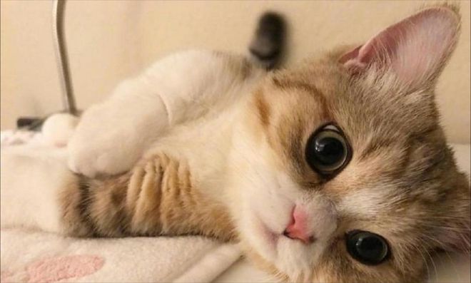 吃什么猫粮?2025猫粮品牌排行推荐开元棋牌猫为何会那么掉毛?掉毛猫应该(图2) 吃什么猫粮?2025猫粮品牌排行推荐开元棋牌猫为何会那么掉毛?掉毛猫应该(图2)