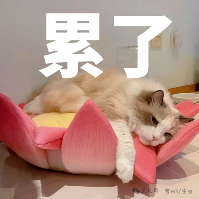 消费品从业者的五年创业思考开元棋牌网站深度 一个新(图2)