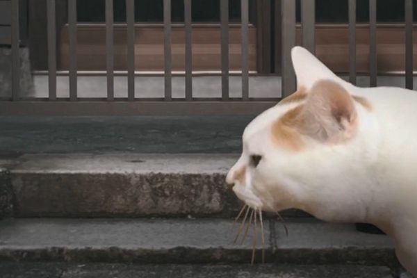 谭（全剧情存档）完整版开元棋牌猫的一天怪